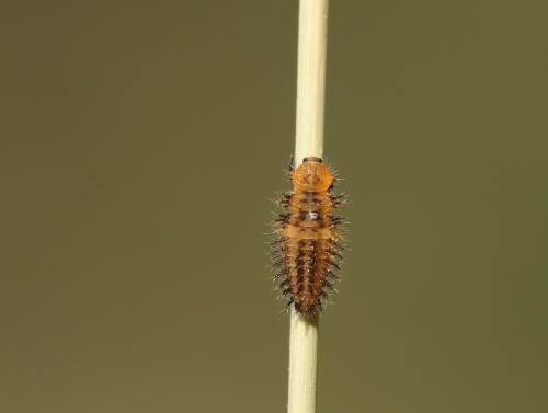 Réf. 333 857 : Chilocorus bipustulatus